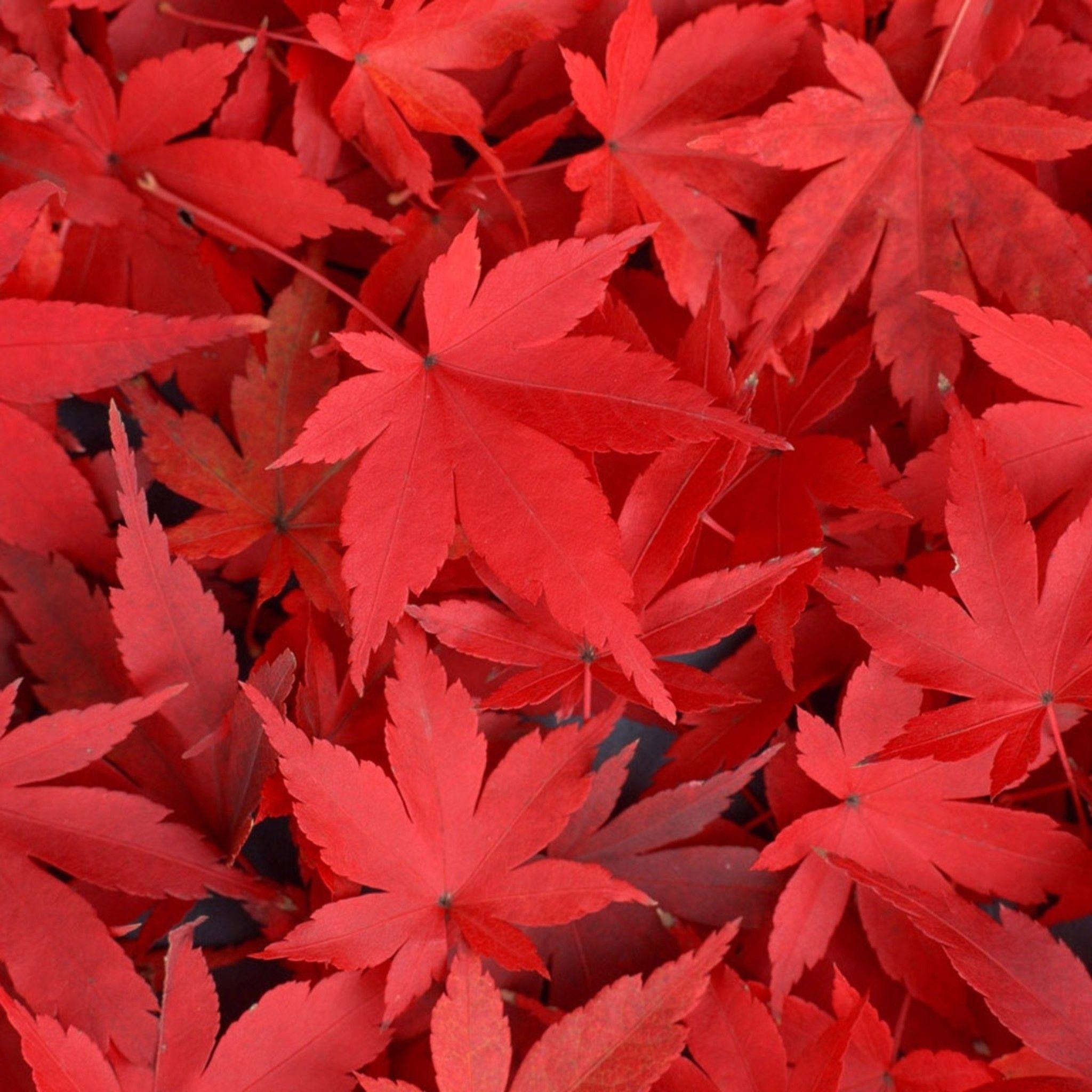 2048x2048 Pure Autumn Red Maple Leaves Overlap iPad Air Wallpaper