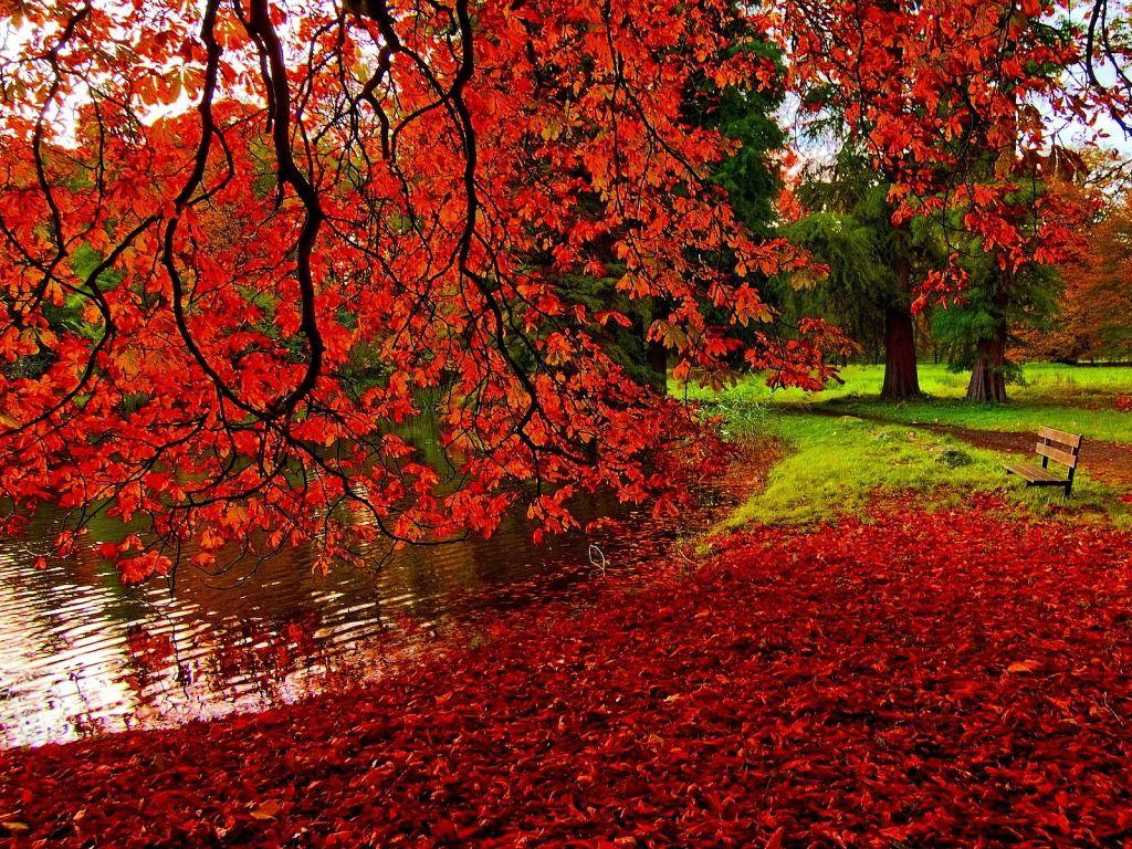 Red Leaves Wallpapers - Top Free Red Leaves Backgrounds - WallpaperAccess