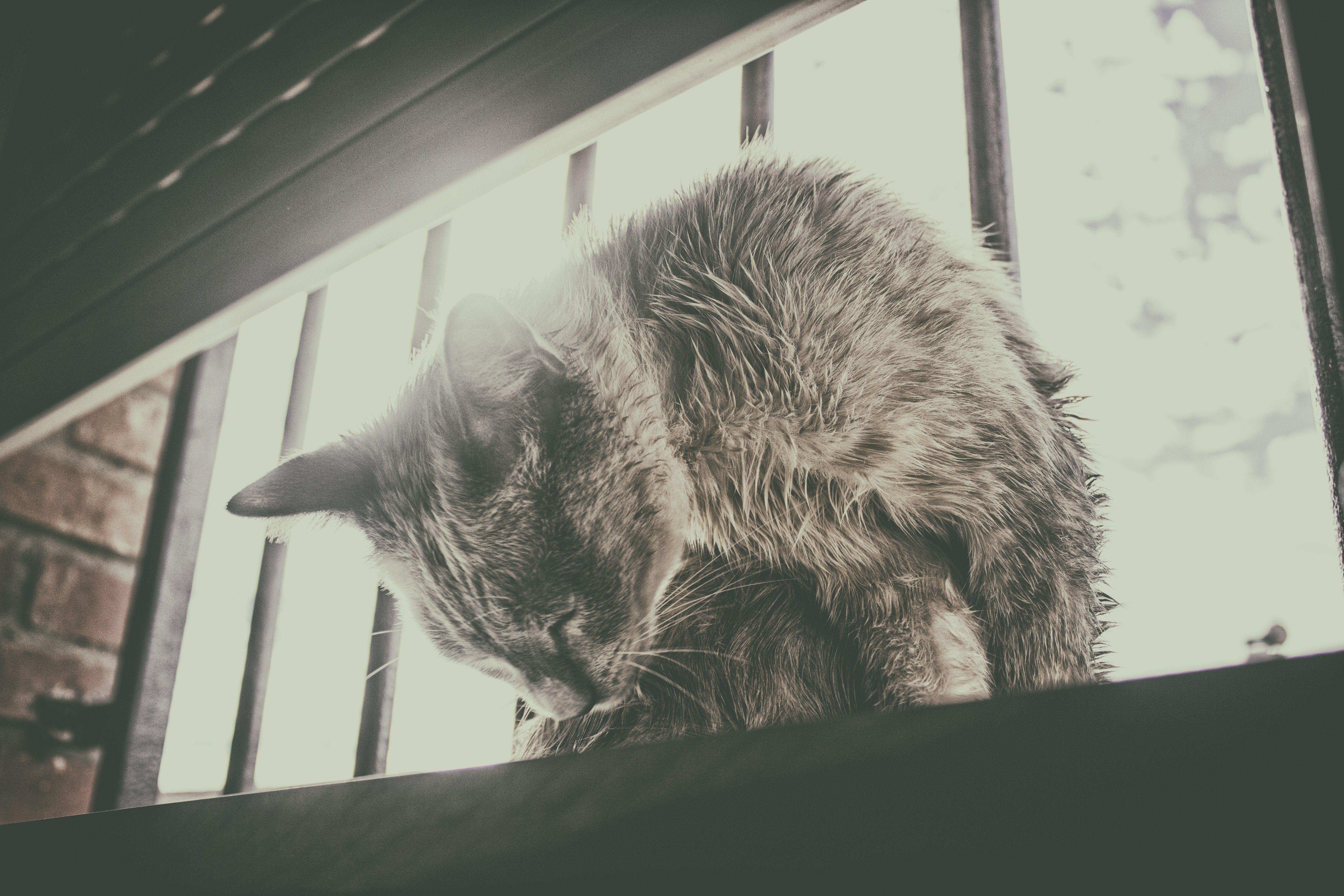 5184x3456 cat, Window, Black, White, Animals, Abstract, Lights Wallpaper HD / Desktop and Mobile Background