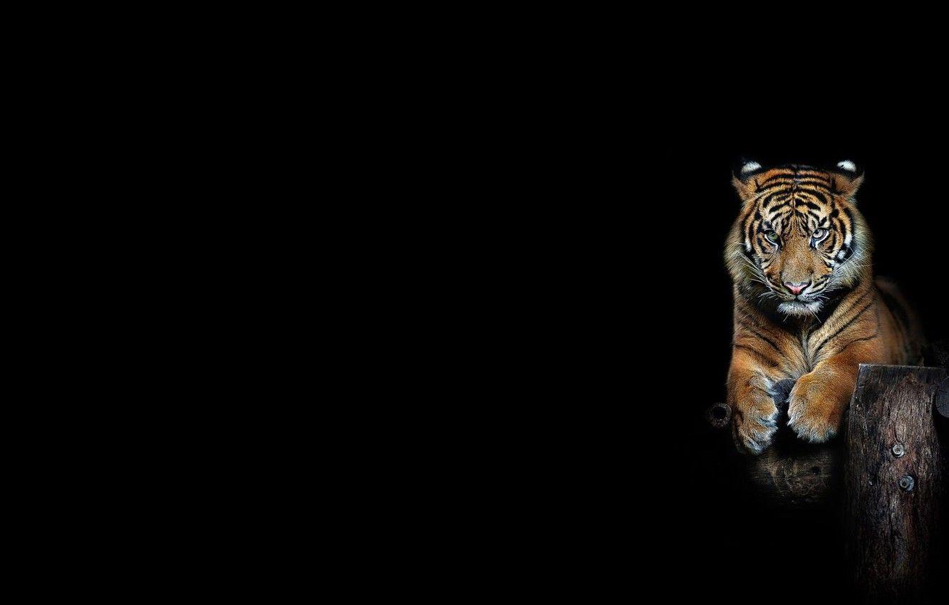 1332x850 Wallpaper look, strips, tiger, background, minimalism