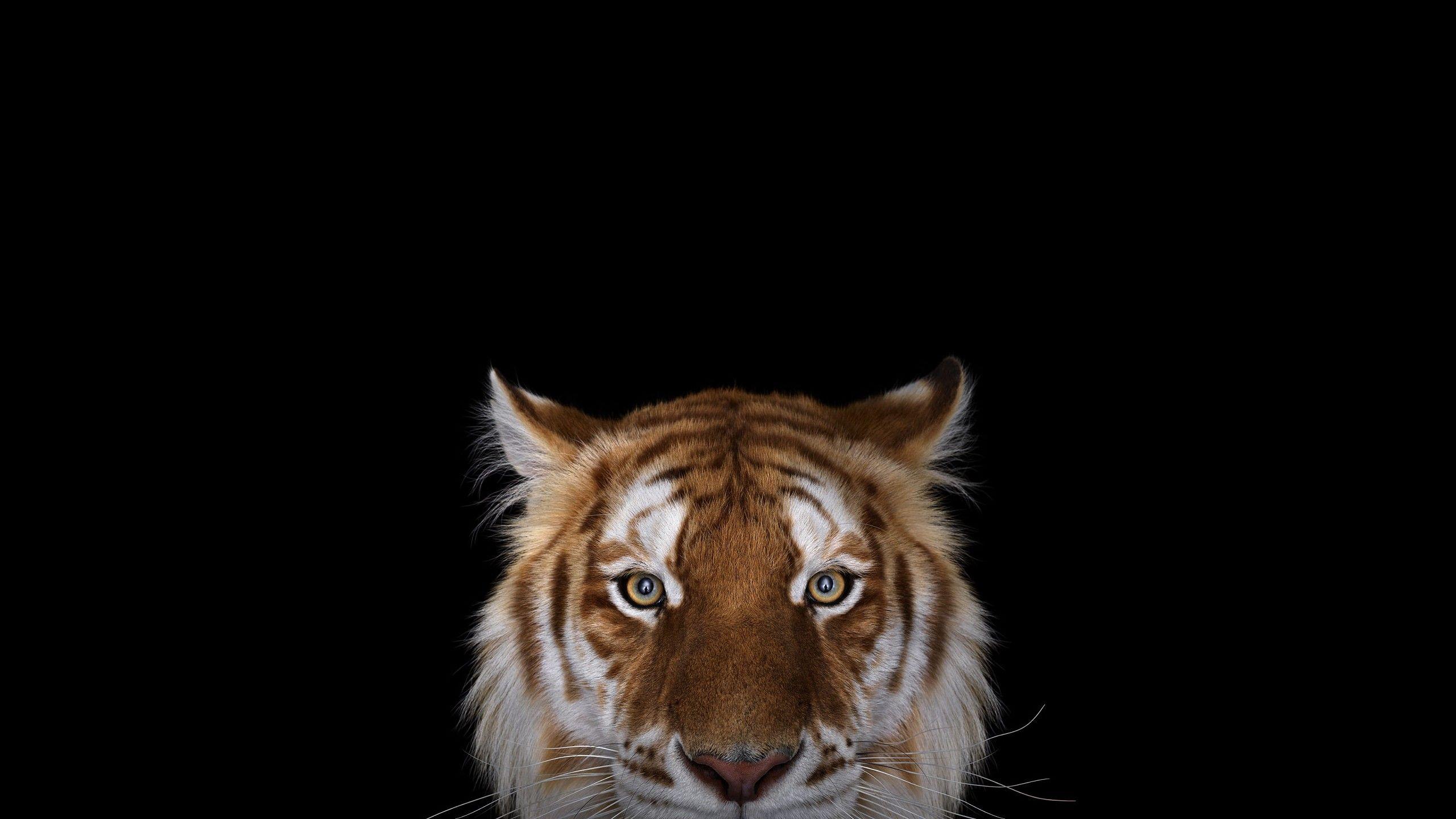 2560x1440 Favorite High Resolution Wallpaper