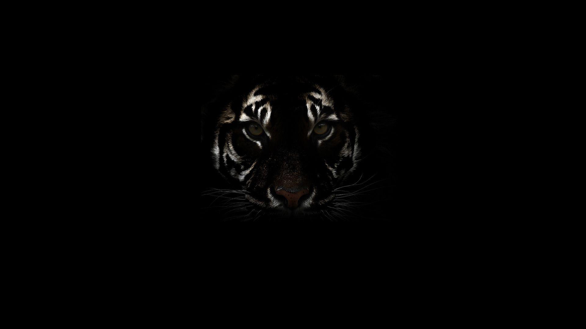 Tiger Minimalist 4K Wallpaper #19