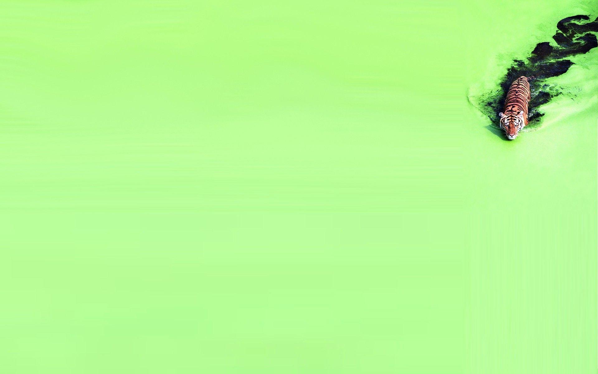 1920x1200 Tiger wading through algae coated water