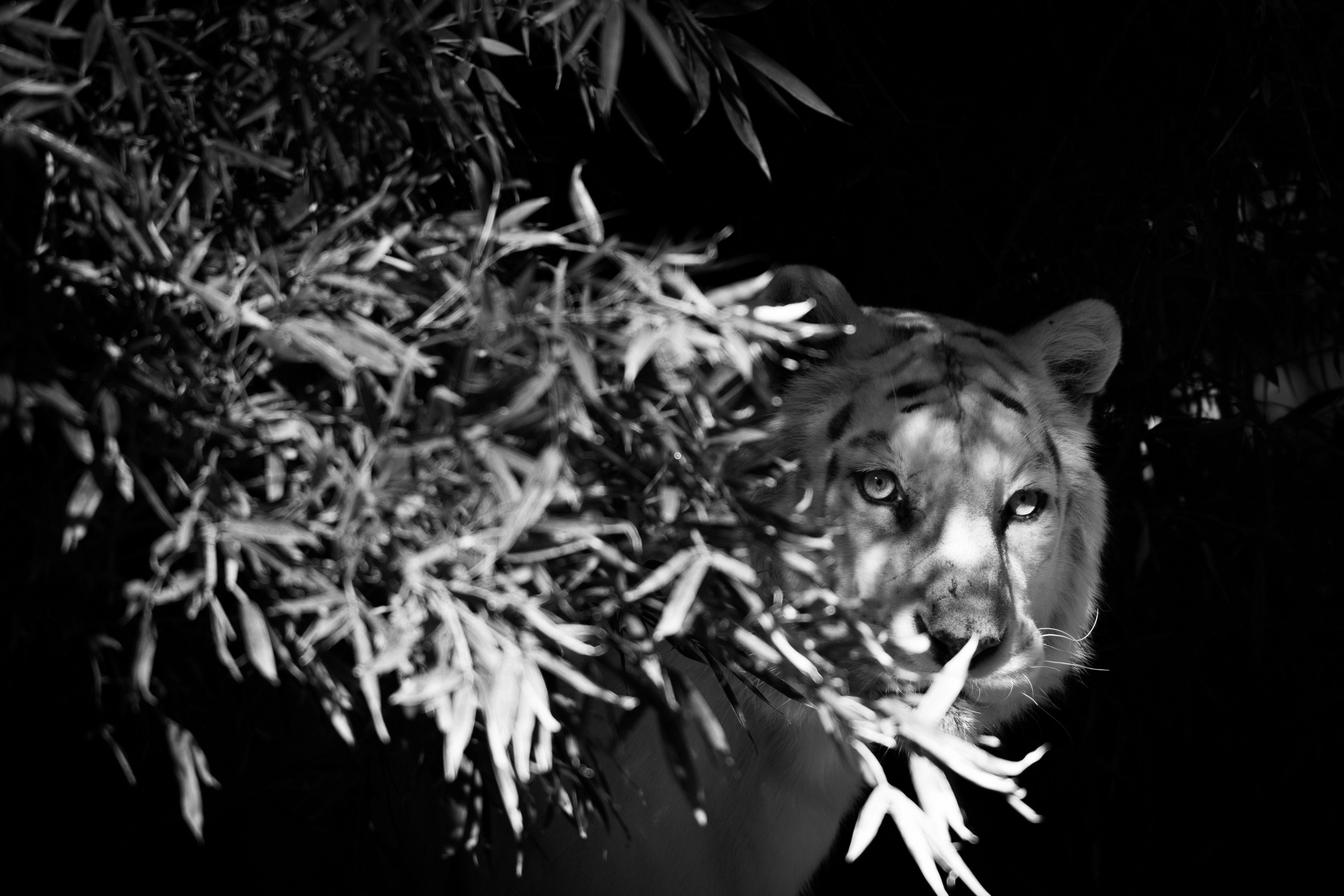 5568x3712 Wallpaper. Minimalism. photo. picture. tiger, white