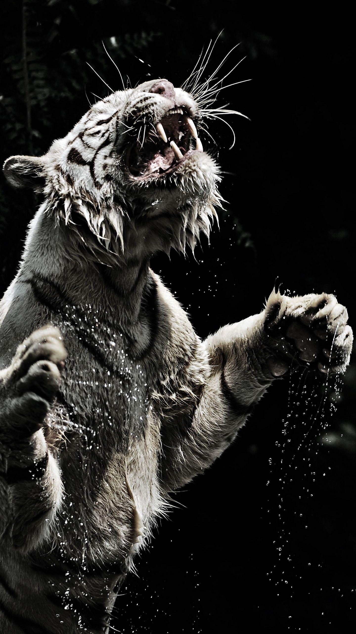 1440x2560 Download wallpaper 1440x2560 white tiger, grin, spray, tiger