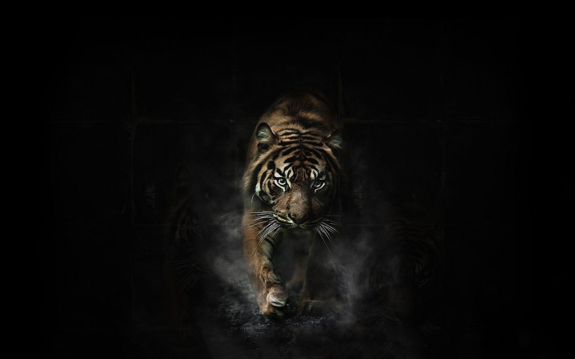 1920x1200 Angry Tiger Eyes Wallpaper