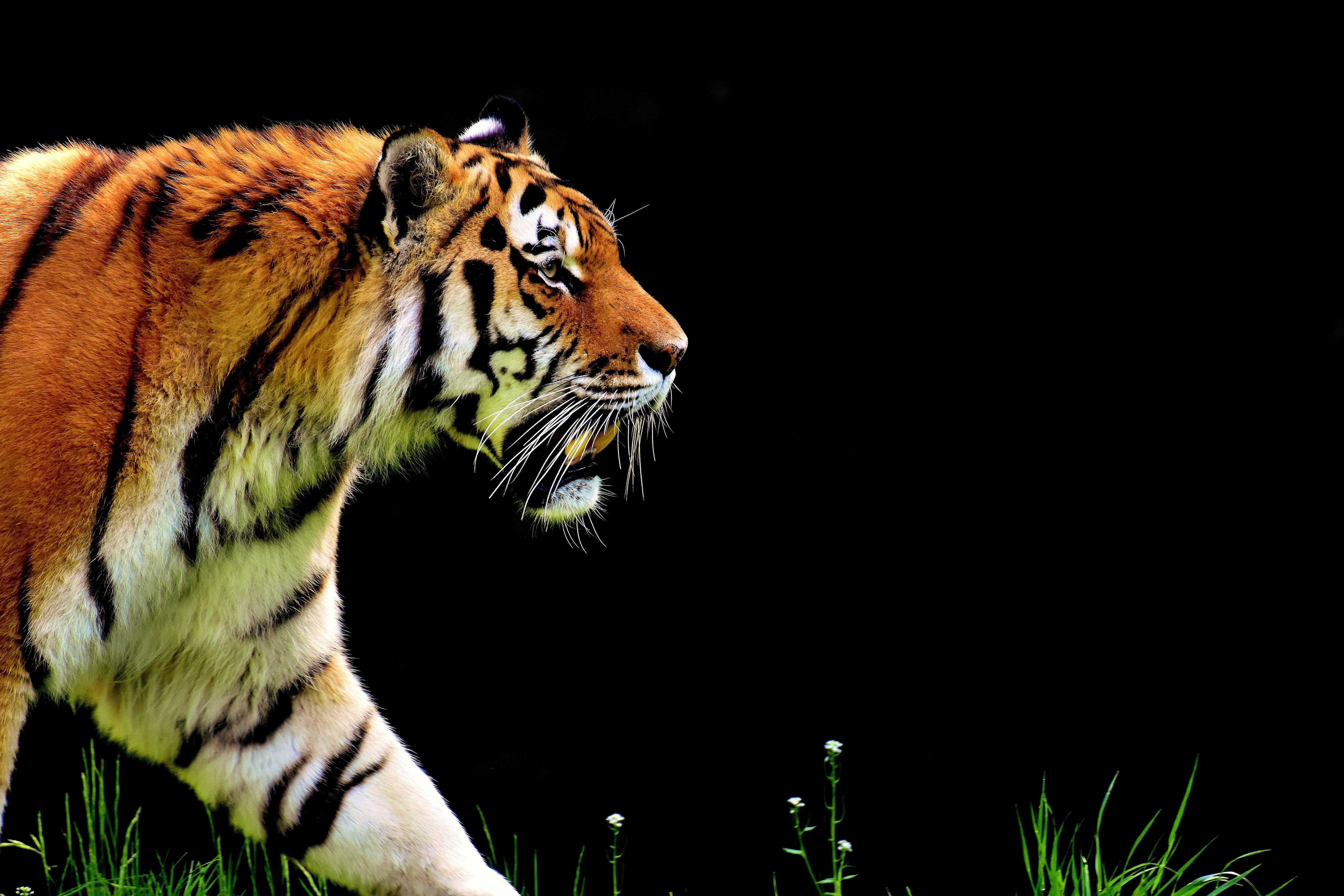 6000x4000 Wallpaper. Minimalism. photo. picture. tiger, predator