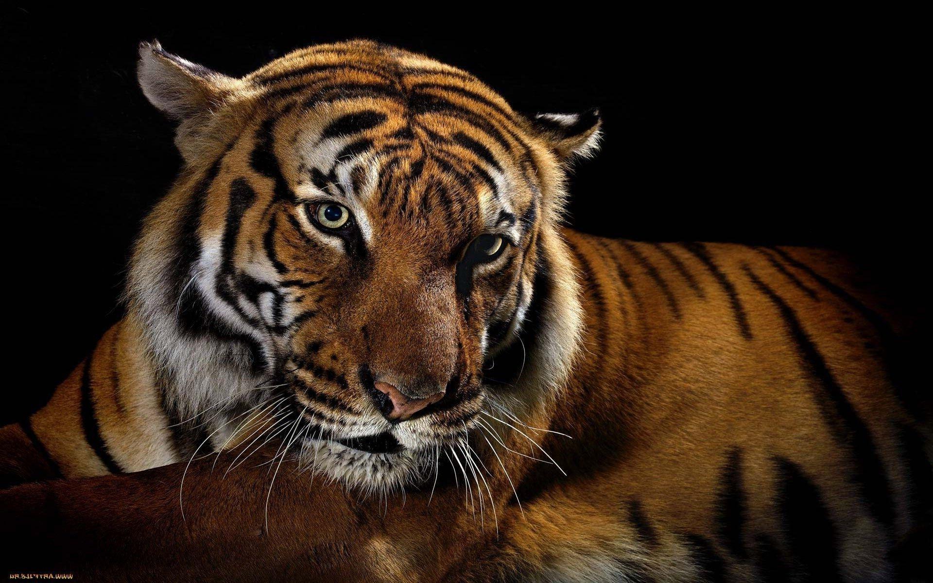 1920x1200 Tiger Wallpaper