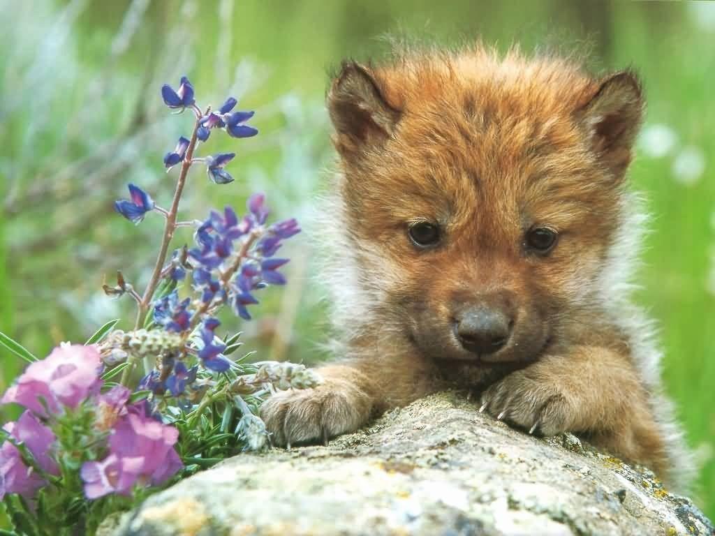 1024x768 Inspirational Baby Wolf Picture Combination West