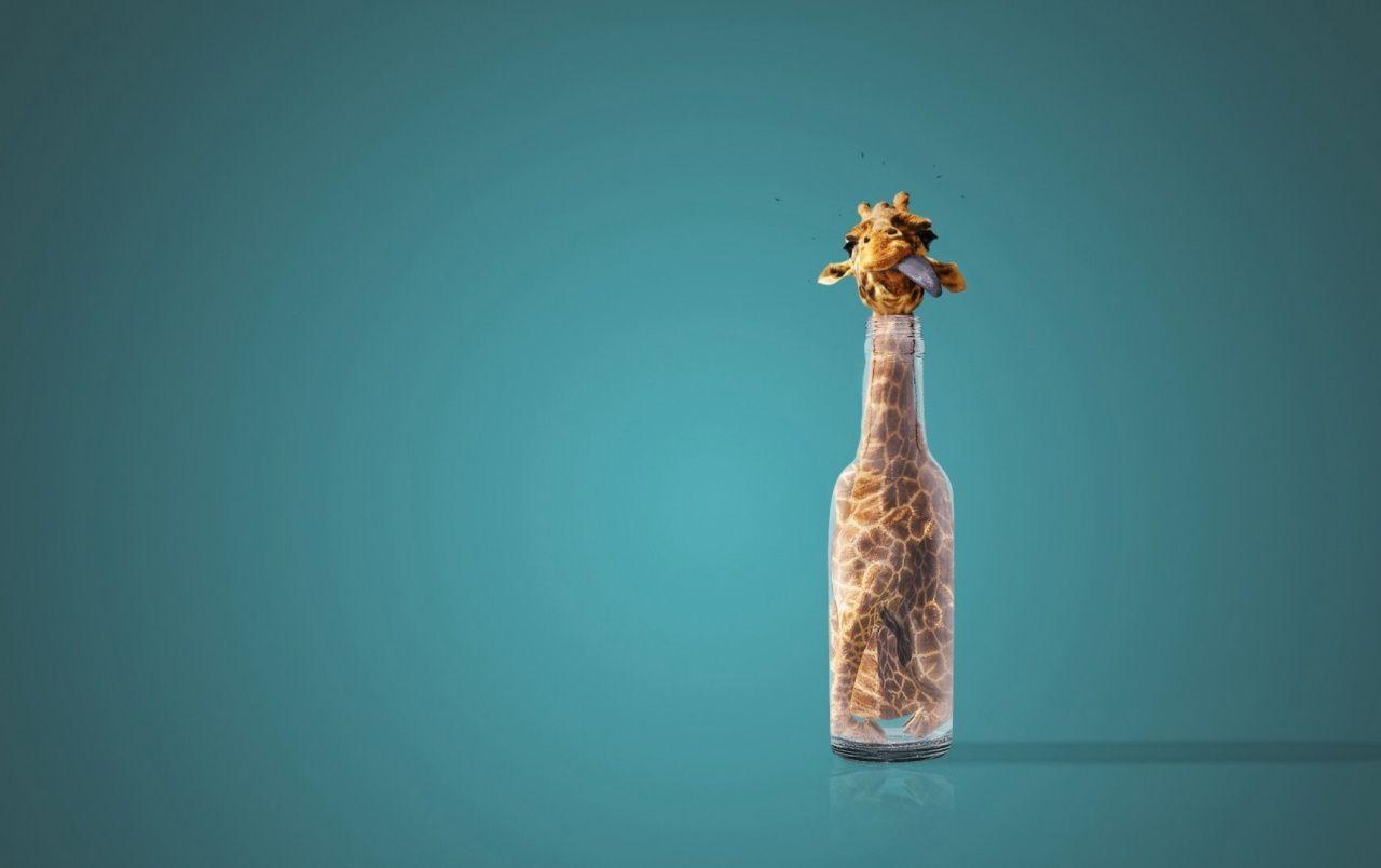 1280x804 Giraffe in a Bottle wallpaper. Giraffe in a Bottle stock