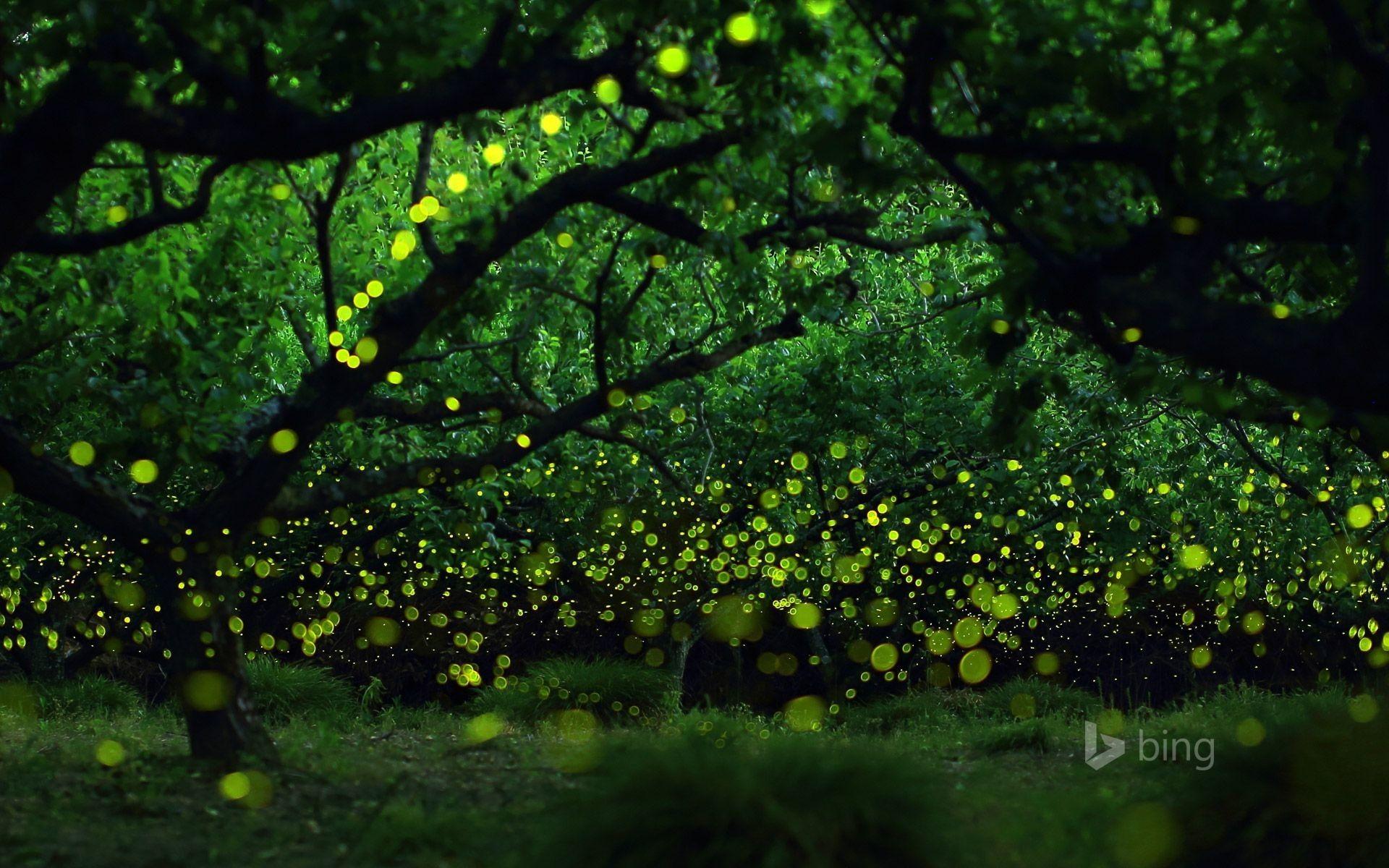 Fireflies Wallpapers - Wallpaper Cave