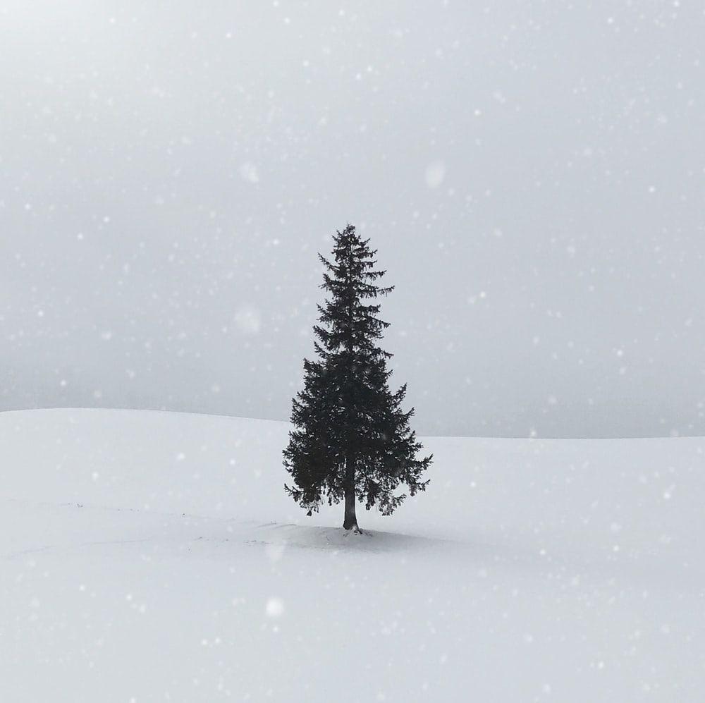 1000x997 Sapporo Picture. Download Free Image