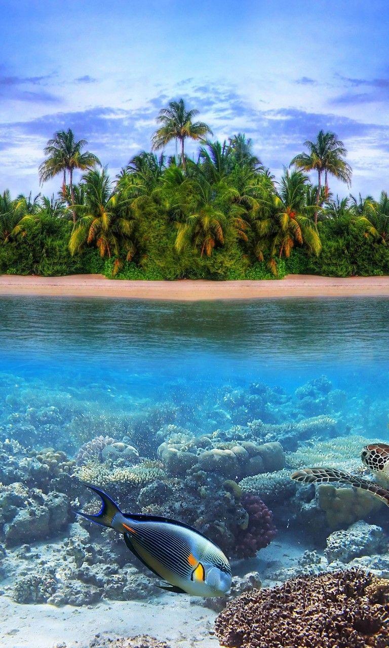 768x1280 Download 768x1280 Turtle, Fishes, Water, Tropical Island
