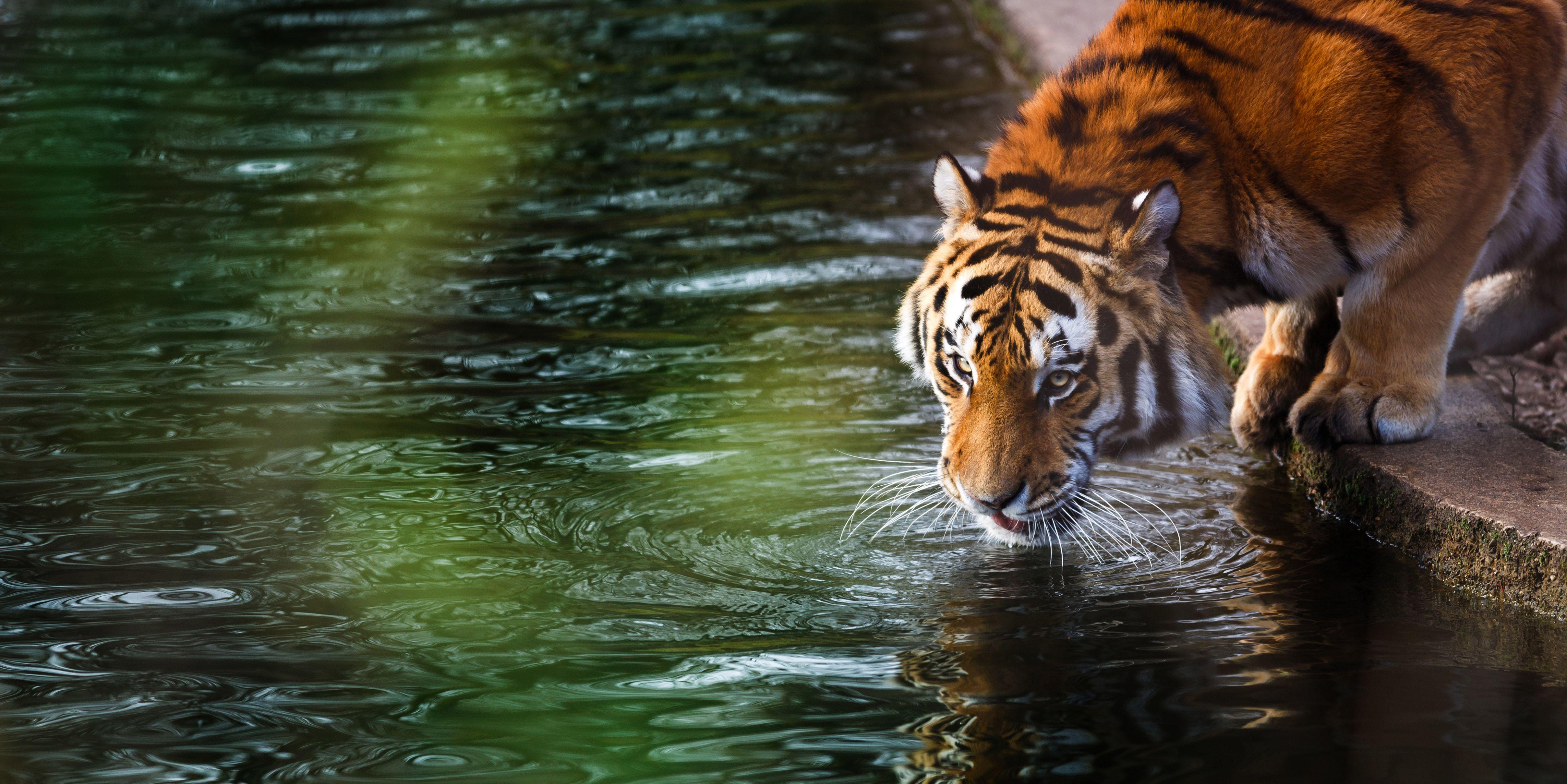 4831x2418 Tiger 8k Ultra HD Wallpaper & Background Download