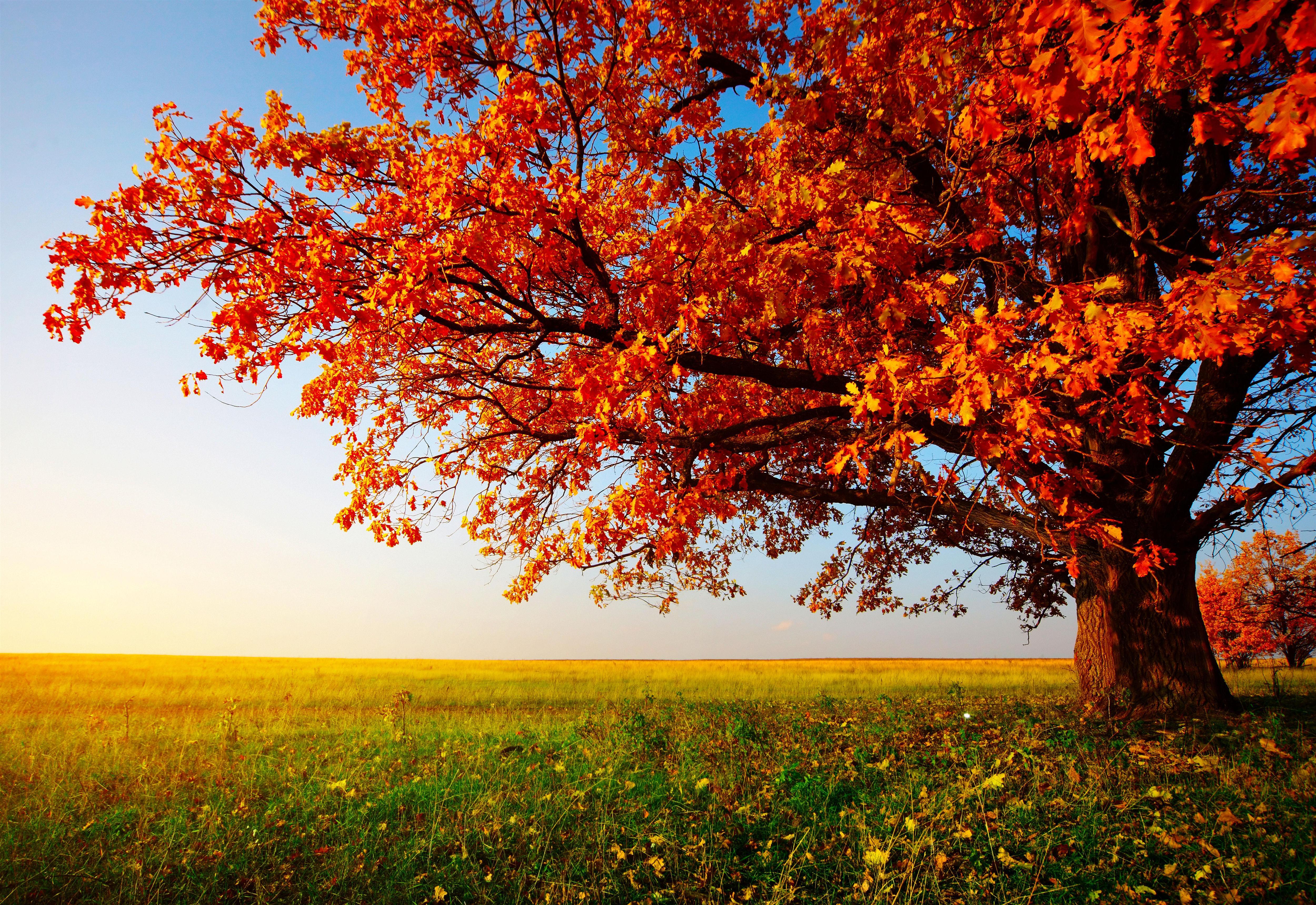 beautiful fall trees