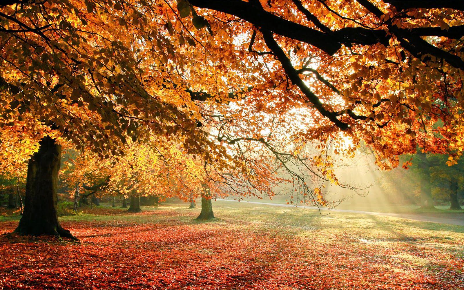 1600x1000 Autumn Trees Sun Light Funny Wallpaper Funny Wallpaper