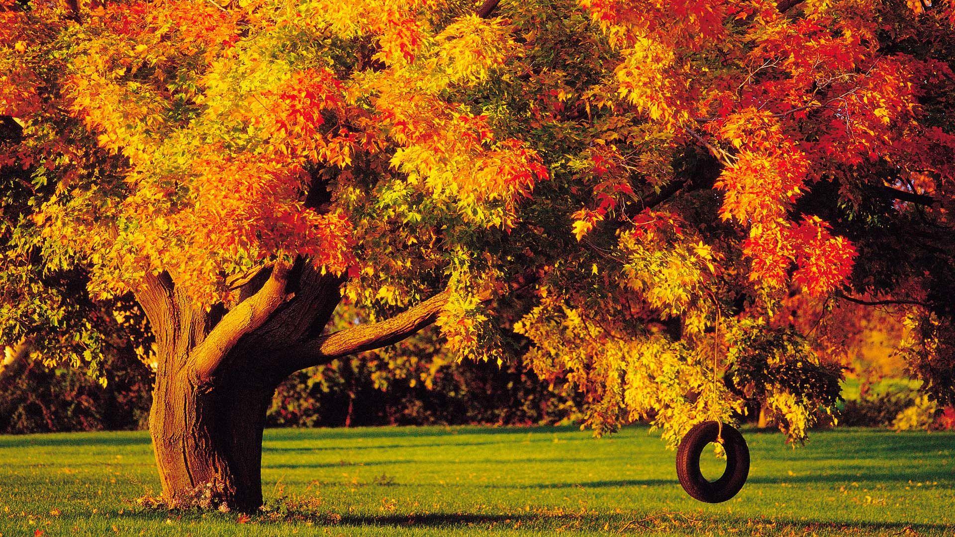 1920x1080 Fall Trees Wallpaper