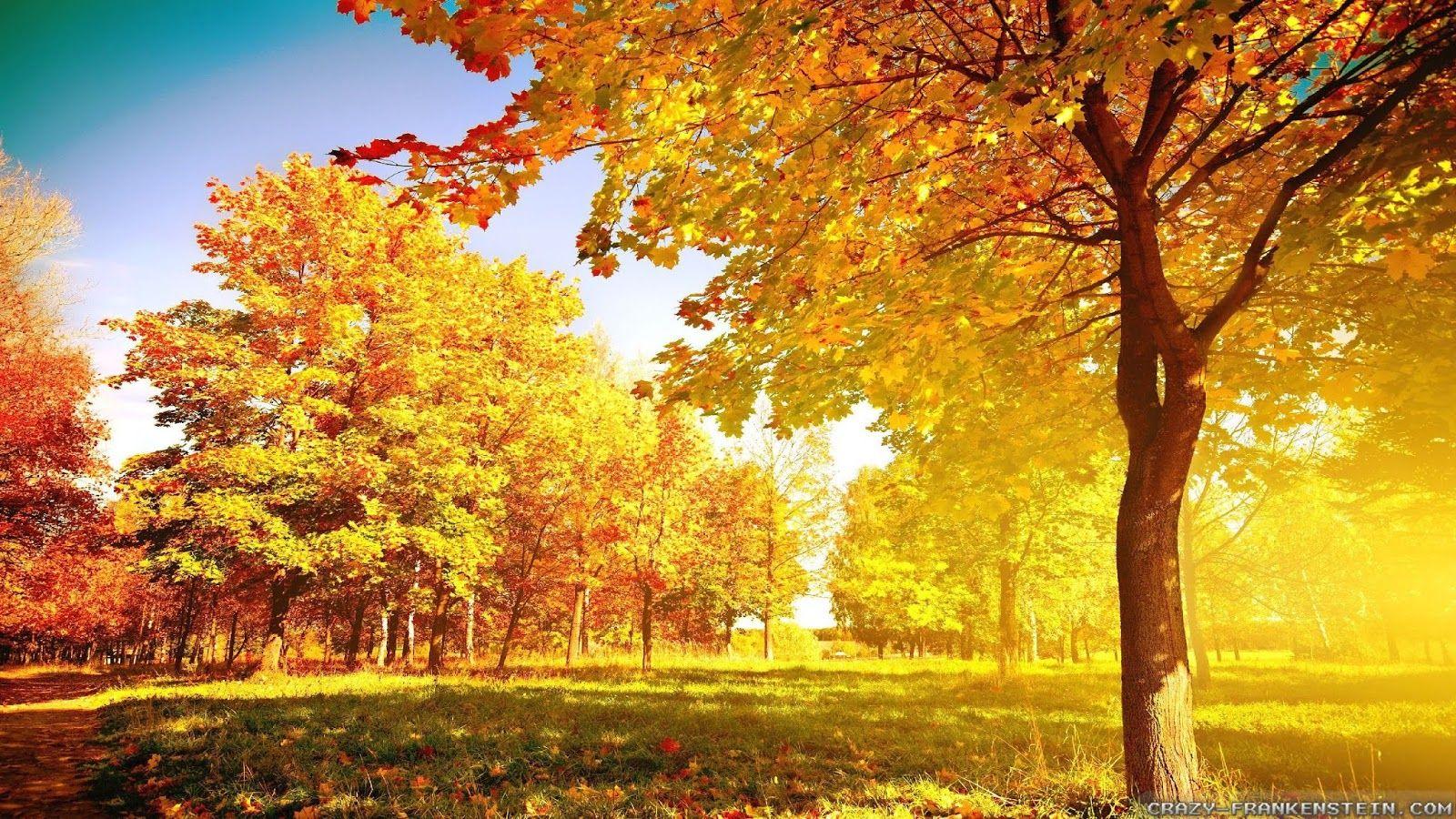 Beautiful Trees Wallpapers - Top Free Beautiful Trees Backgrounds ...