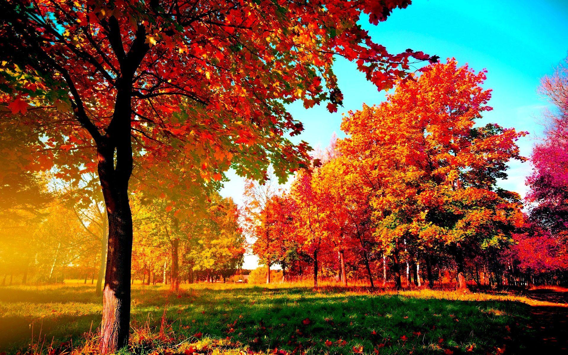1920x1200 Autumn Trees. Autumn trees, Tree wallpaper, Nature