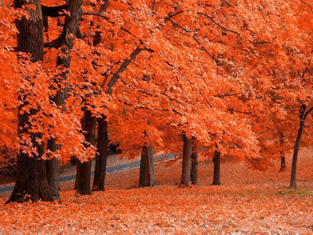 autumn trees wallpaper widescreen