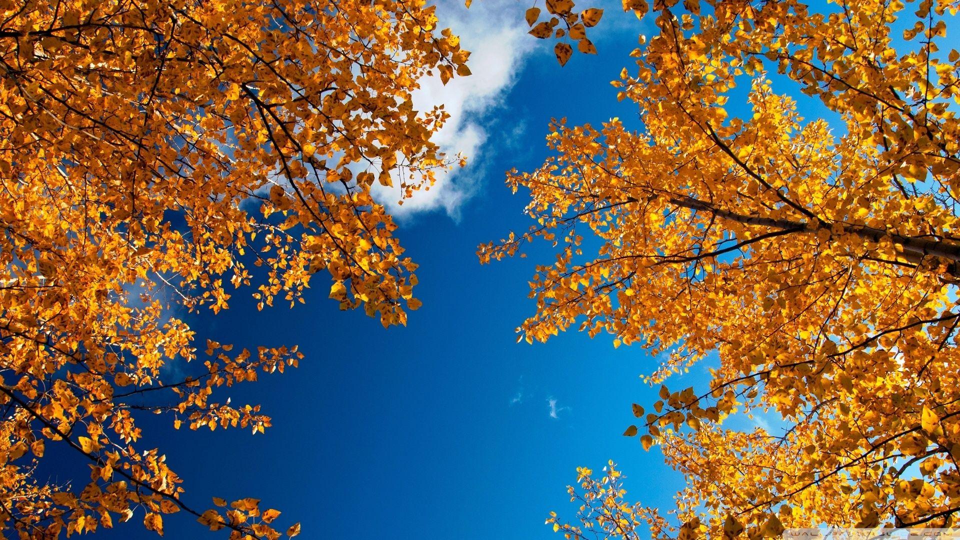 1920x1080 Yellow Autumn Trees UHD Desktop Wallpaper for 4K Ultra HD TV