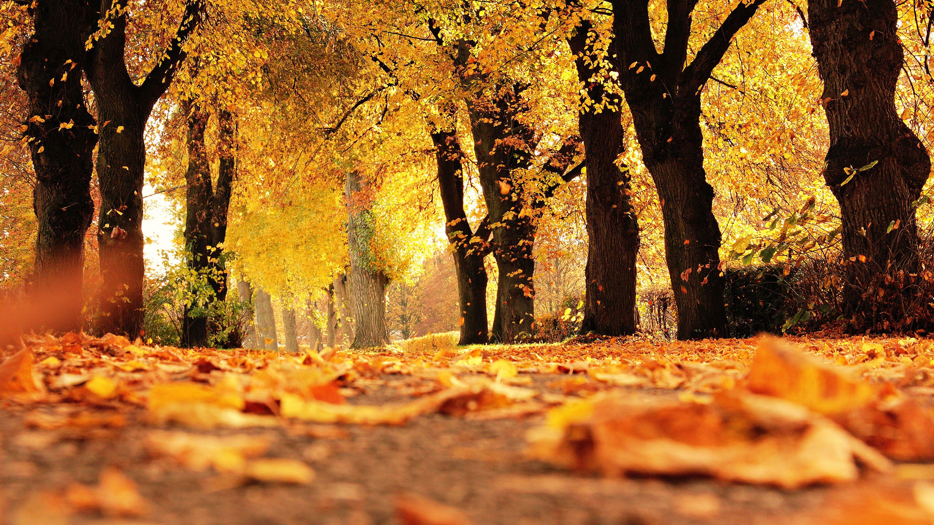 3840x2160 Autumn Trees Chromebook Wallpaper