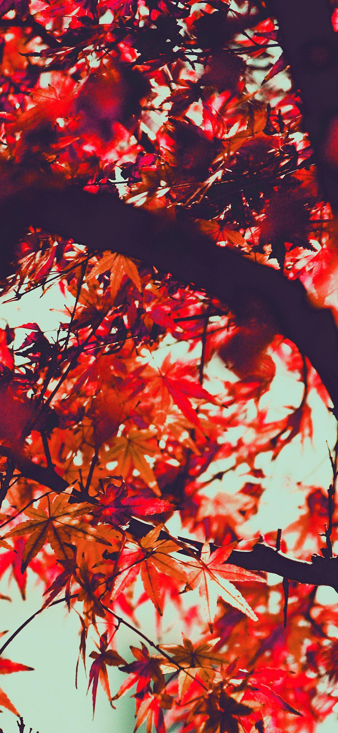 1125x2436 iPhonexpapers Com iPhone X Wallpaper Mx13 Fall Tree
