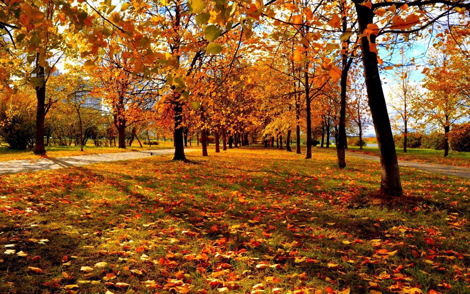 1920x1200 Fall Trees Background