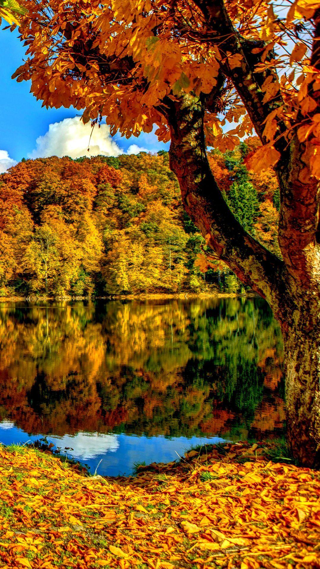 1080x1920 Red Autumn Trees Wallpaper iPhone image. Fall