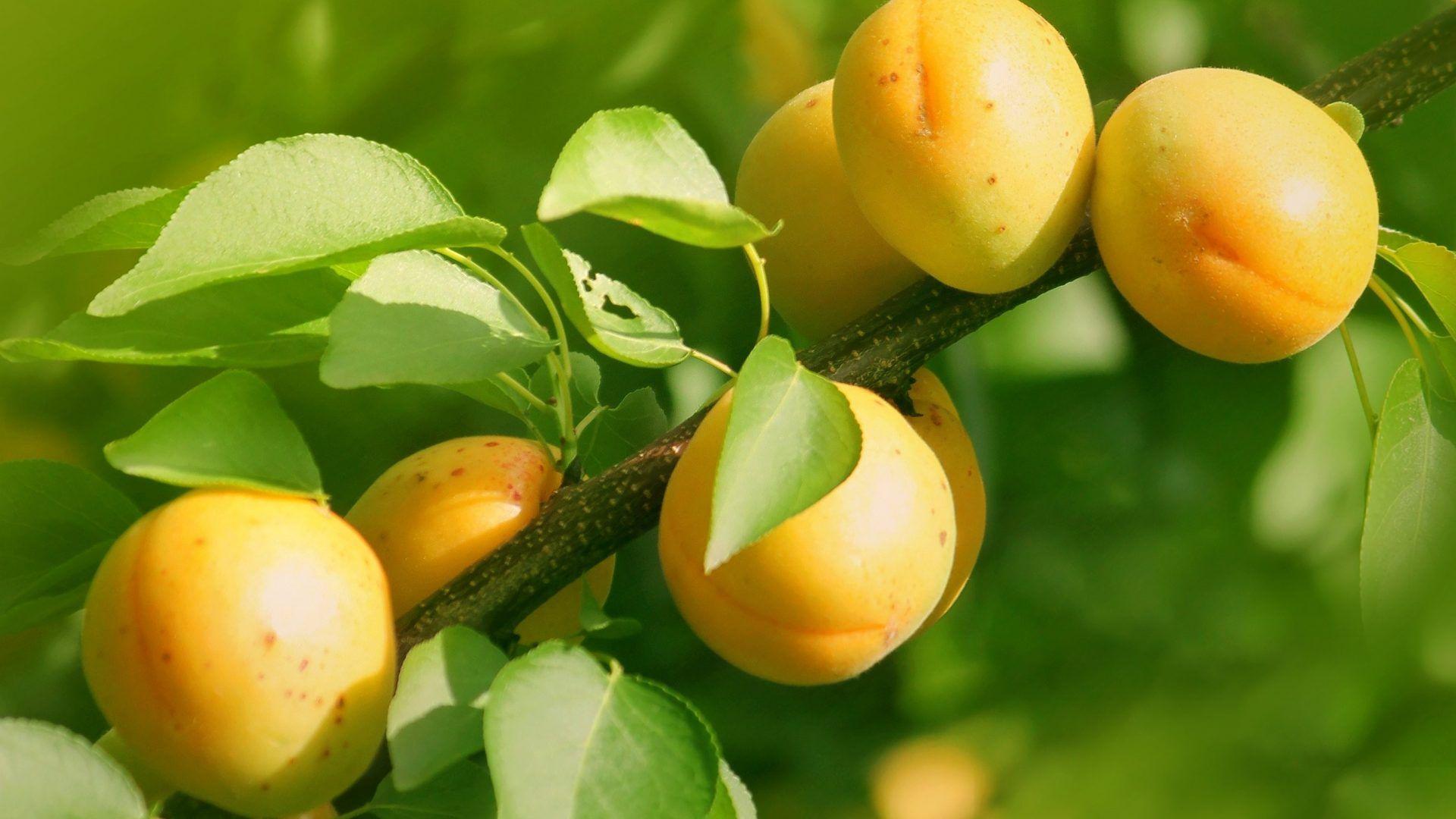 1920x1080 Beautiful Nature Fruit, HD Wallpaper & background Download
