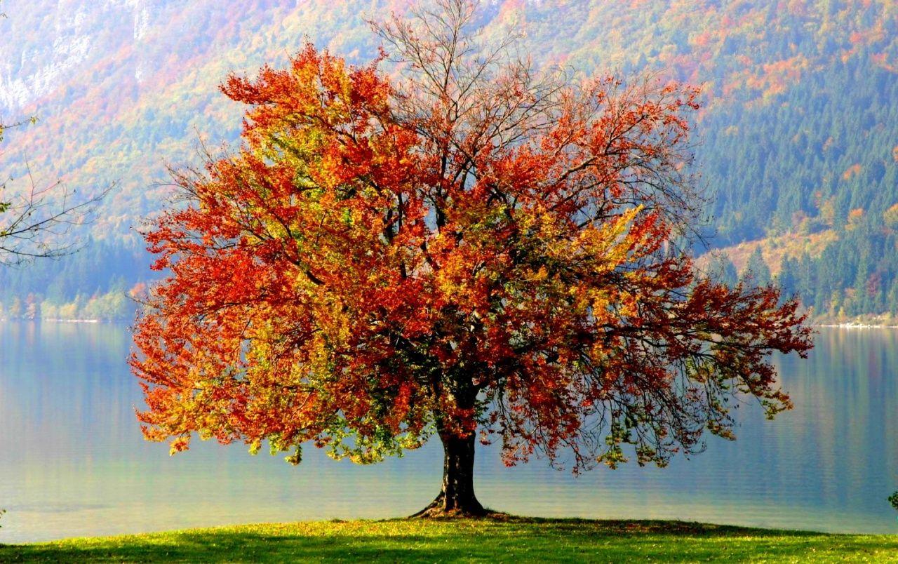 1280x804 Autumn Tree wallpaper. Autumn Tree