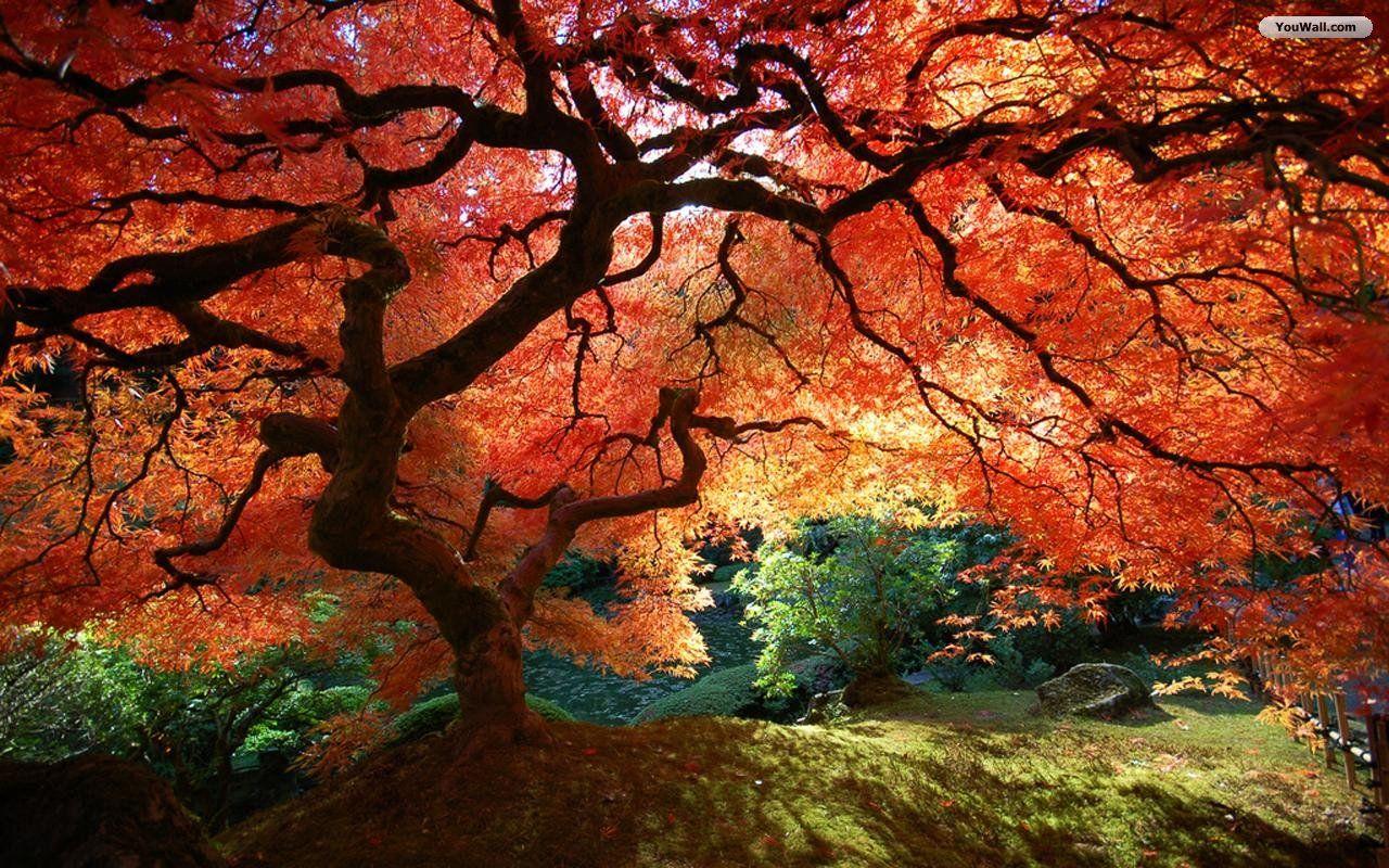 1280x800 Free download Autumn Tree Wallpaper 1280x800 [1280x800]