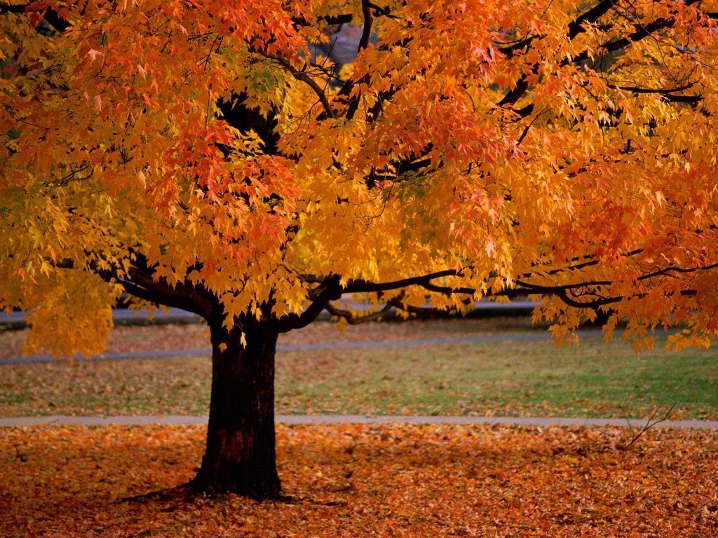 1024x768 Autumn Trees Leaves wallpaperx768