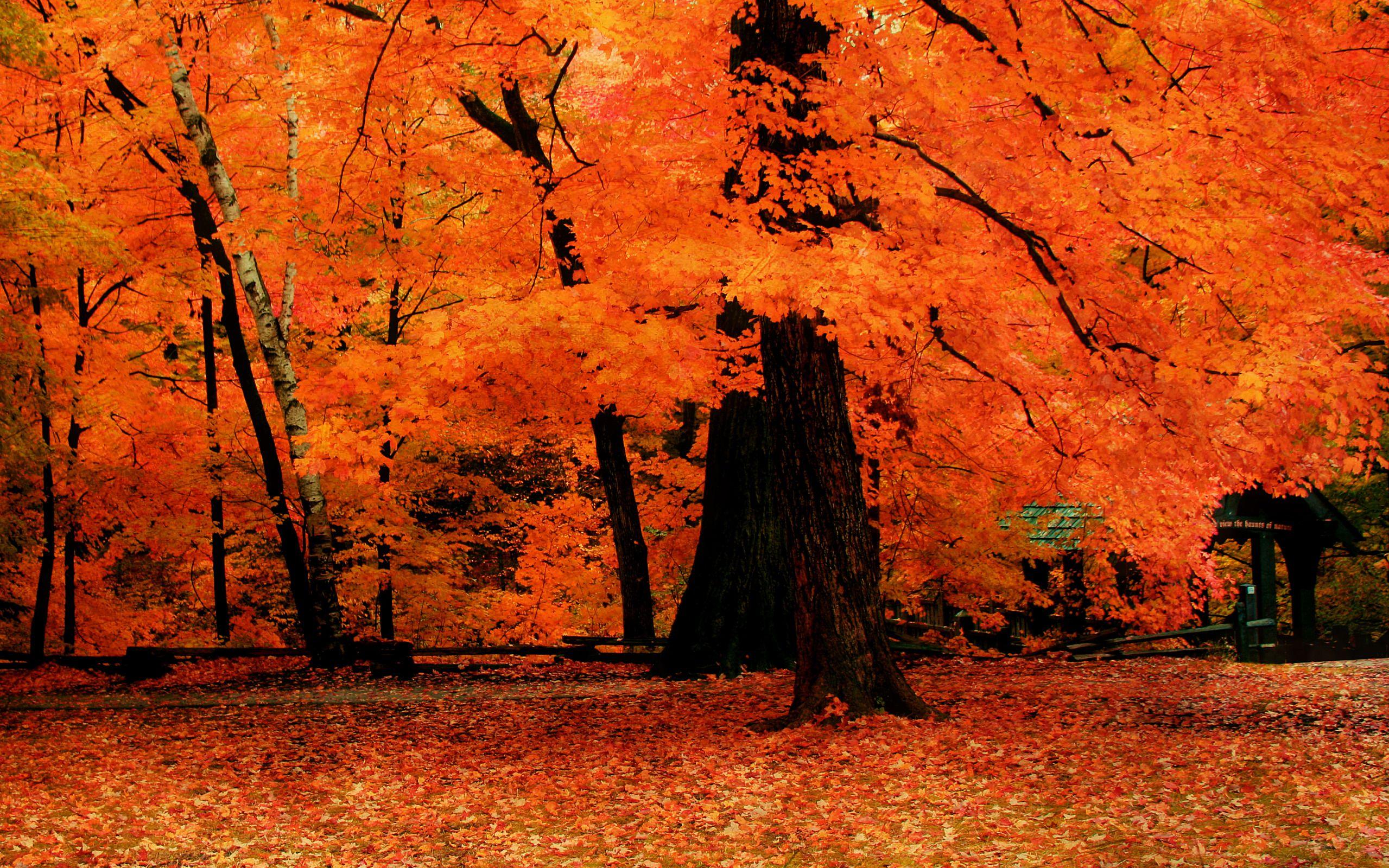 2559x1600 Orange Autumn Trees Widescreen Wallpaper. Wide