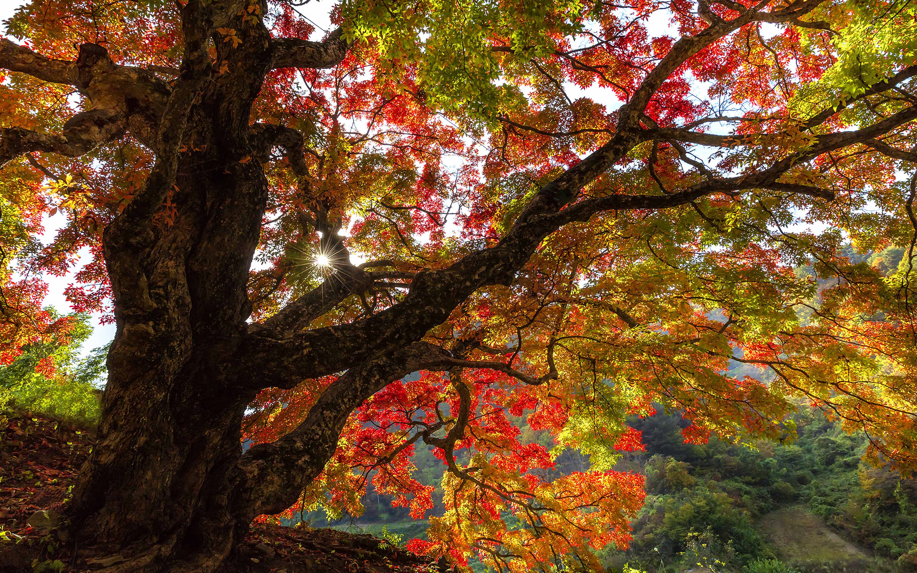 Korean Autumn Wallpapers - Top Free Korean Autumn Backgrounds