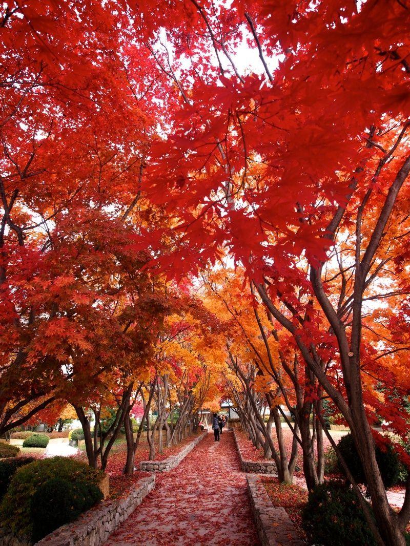 800x1066 Autumn Leaves in Korea. Autumn in korea, Autumn