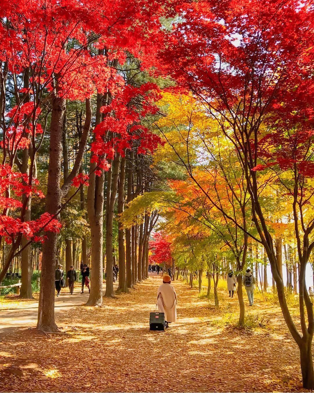 Get The Most Recommended Korean Autumn Wallpaper