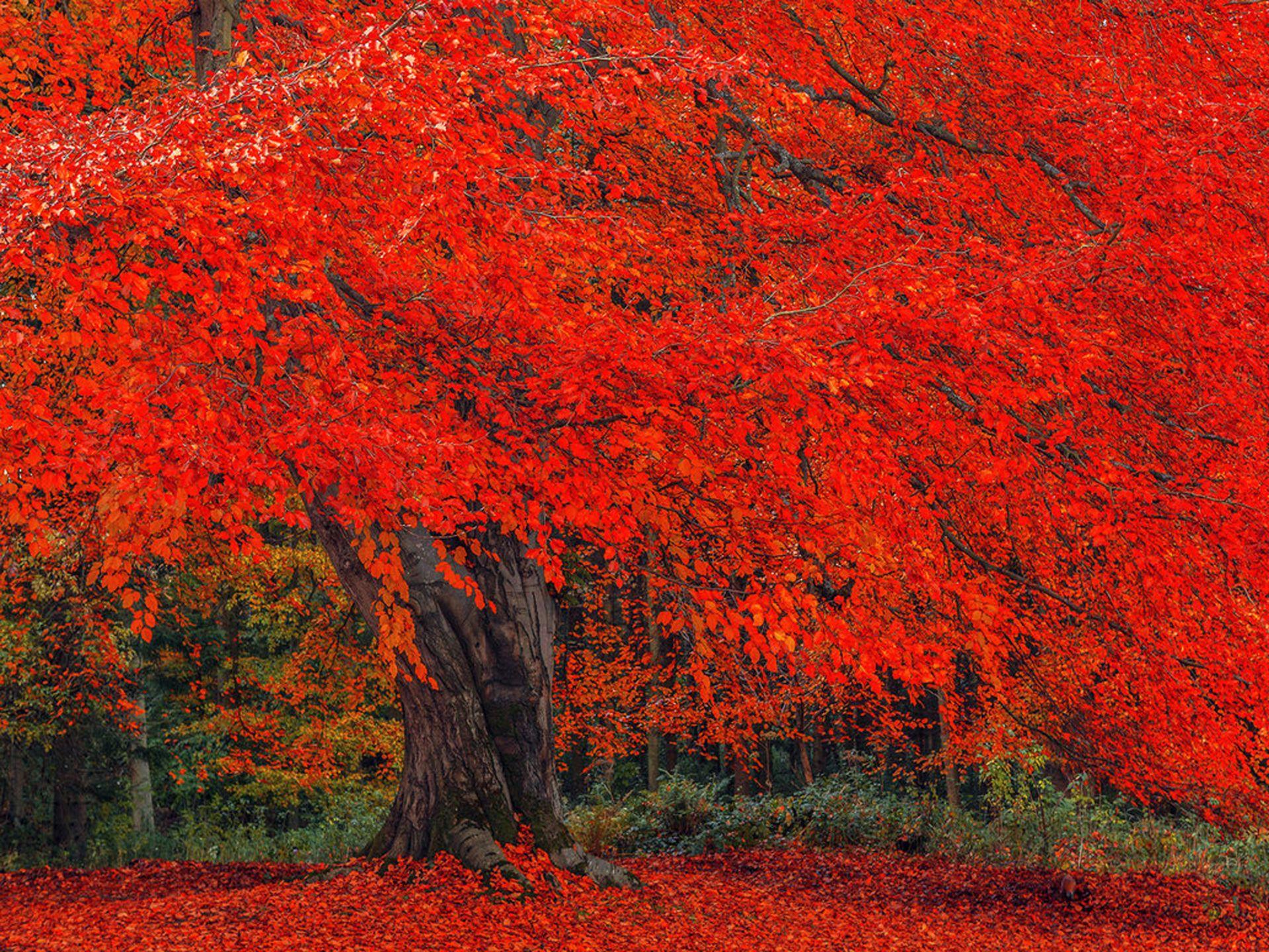 1920x1440 Autumn Reflection South Korea wallpaper. Autumn Reflection