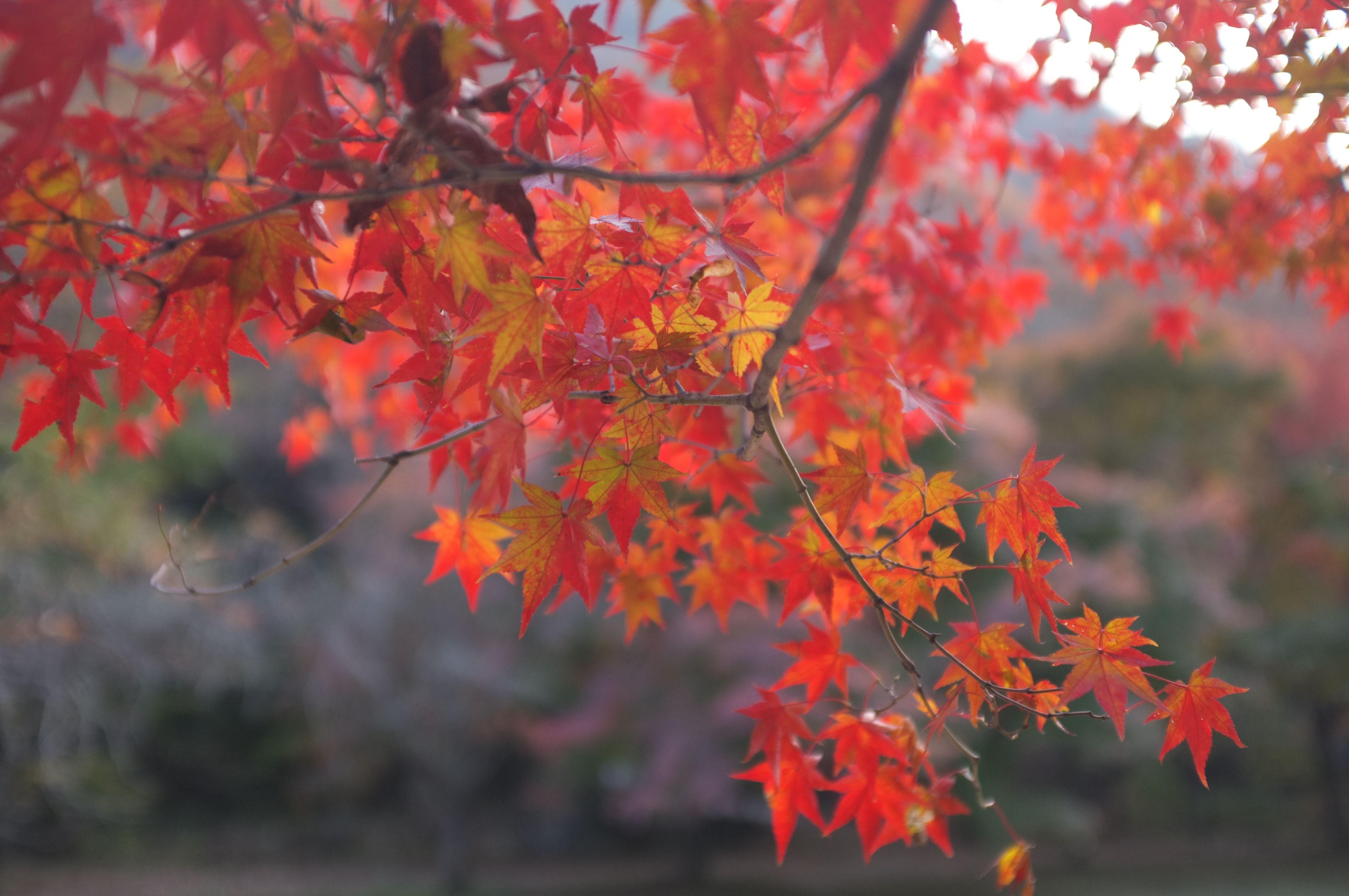 4288x2848 Beautiful, Nature, Autumn 4K Wallpaper, Background, HD
