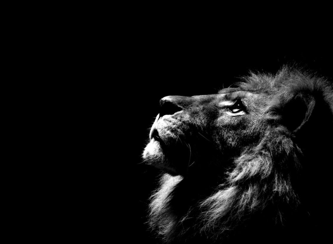 1116x819 Strong Animals Wallpaper HD