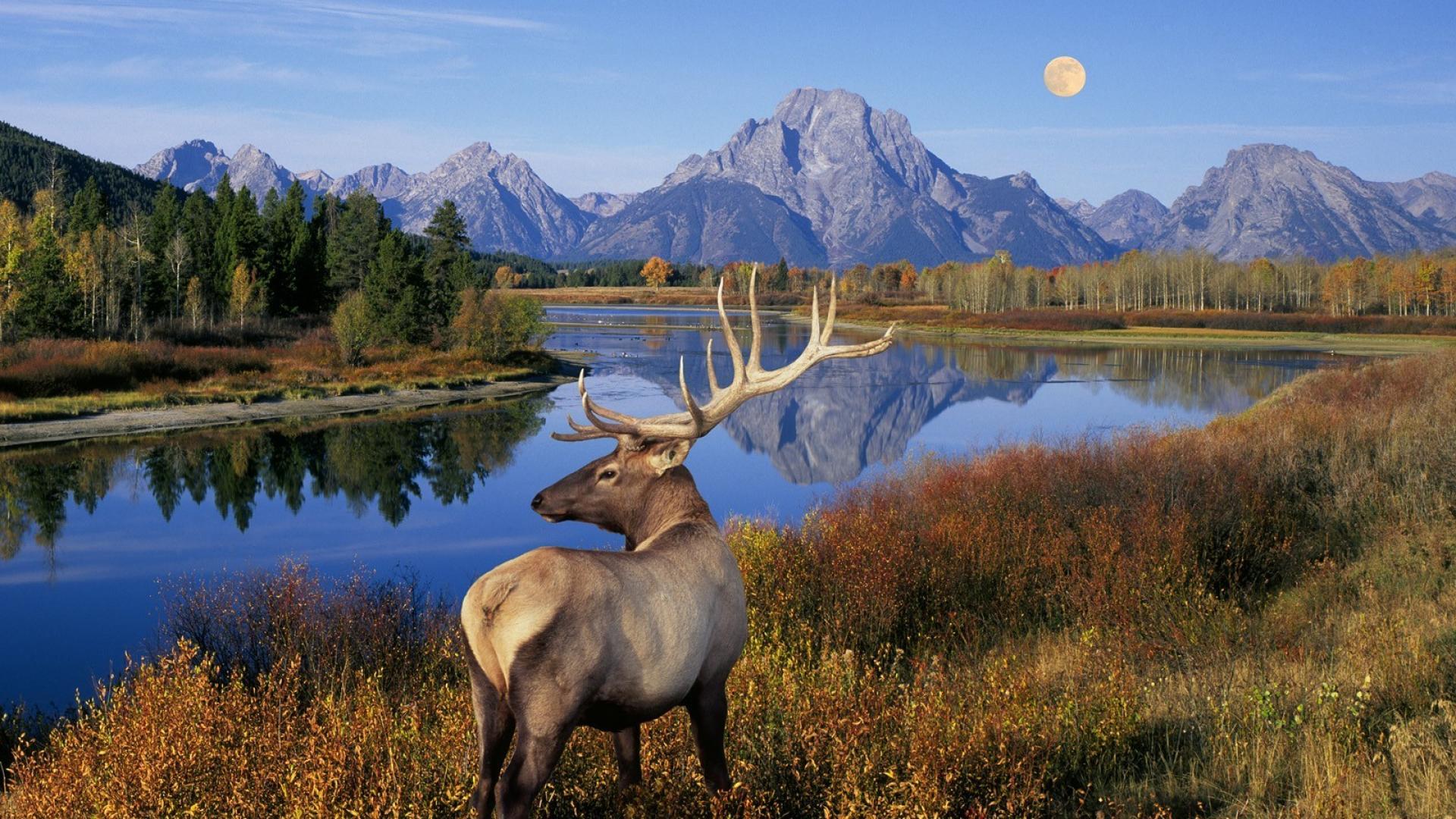 1920x1080 Mountains Landscapes Moon Wyoming Lakes Elk Wallpaper
