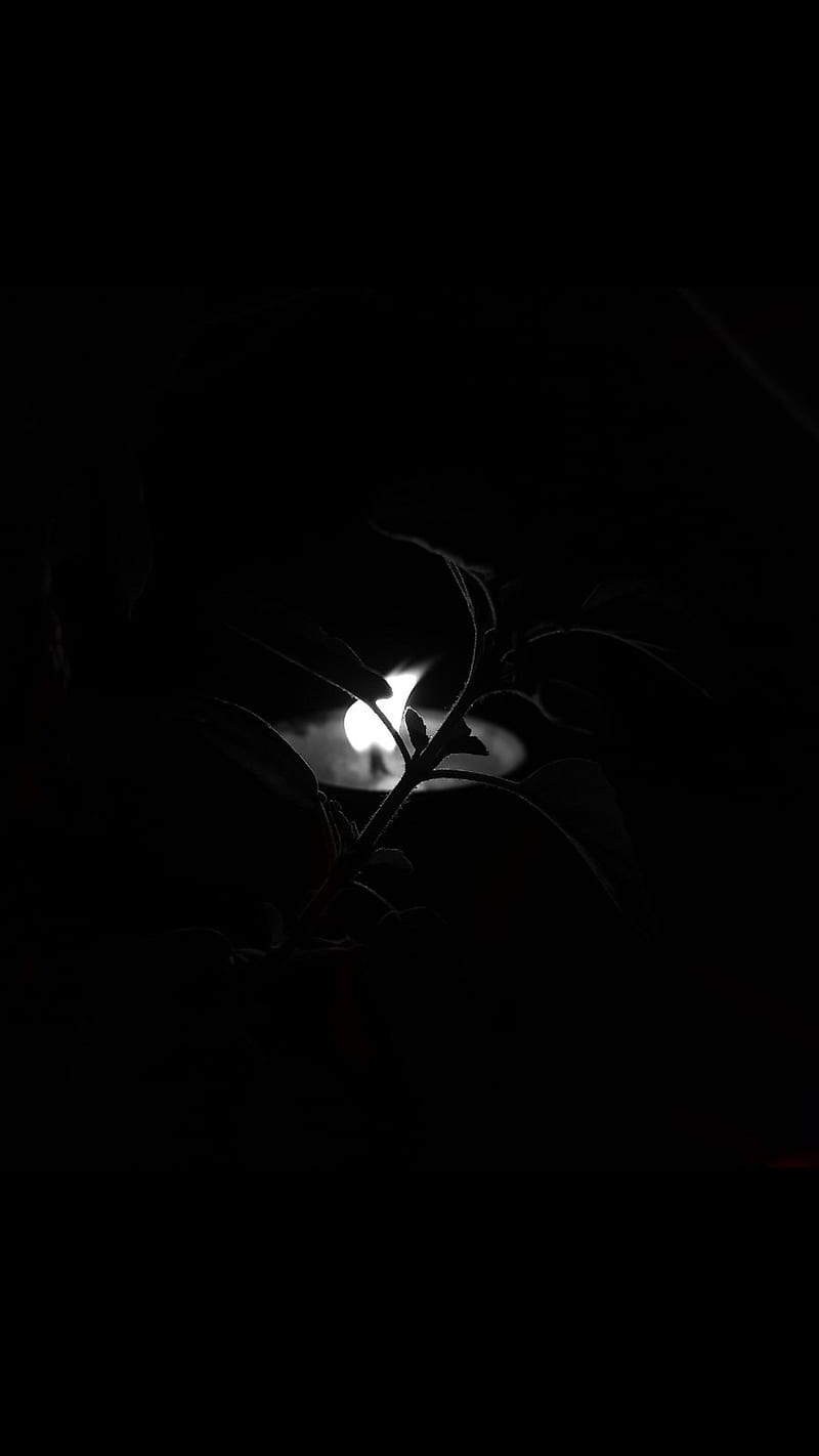 800x1422 Fire and plant, black, dark, silhoutte, night, theme, HD phone wallpaper