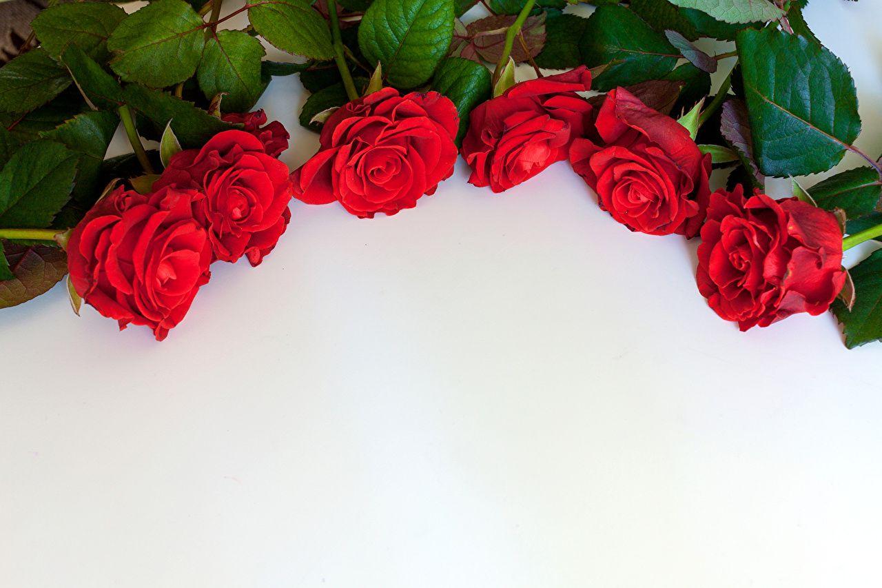 1280x853 Desktop Wallpaper Red Roses Flowers Template greeting card