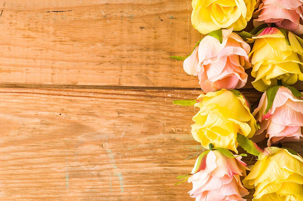1280x851 Photos Roses flower Template greeting card Closeup