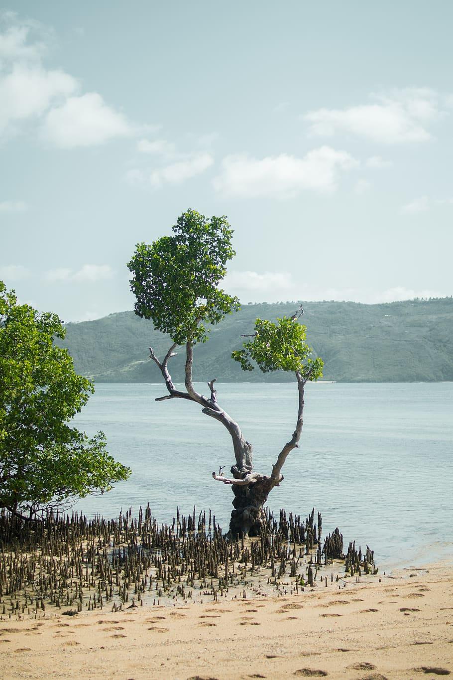 910x1365 HD wallpaper: indonesia, lombok, tree, plant, sky, water