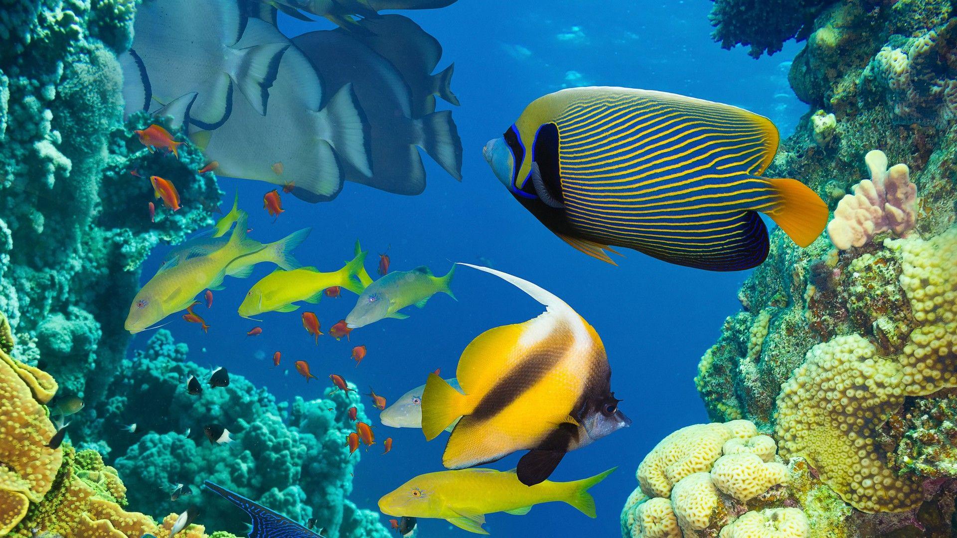 1920x1080 Ocean Marine Life Coral Colorful Tropical Fish Wallpaper Desktop