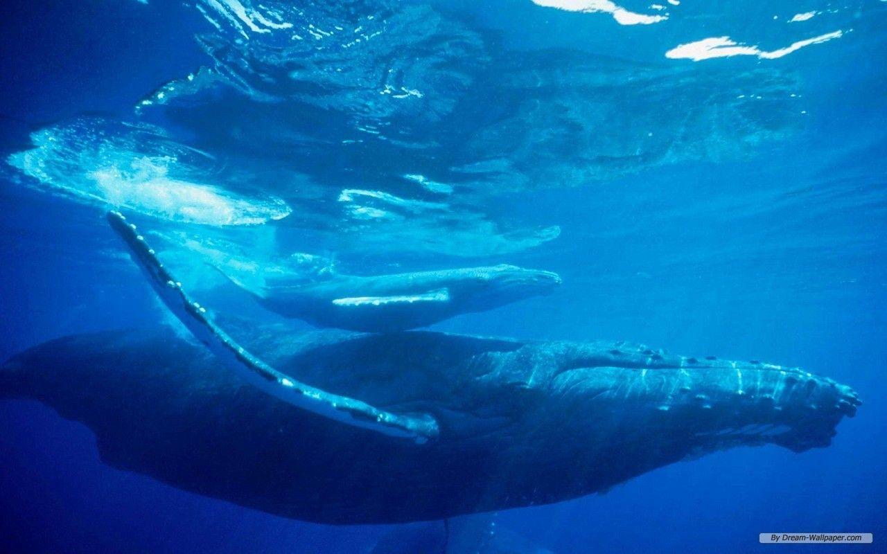 1280x800 Free Wallpaper Animal wallpaper life 1 wallpaper