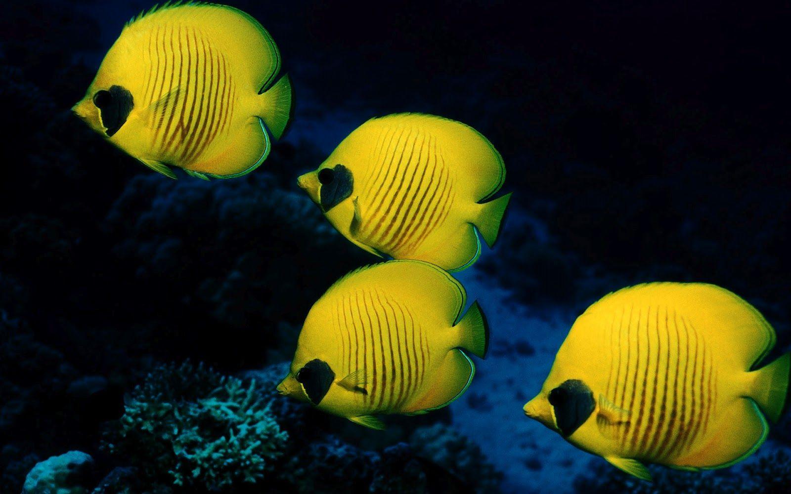 1600x1000 marine fish wallpaper HD marine fish wallpaper ocean life wallpaper