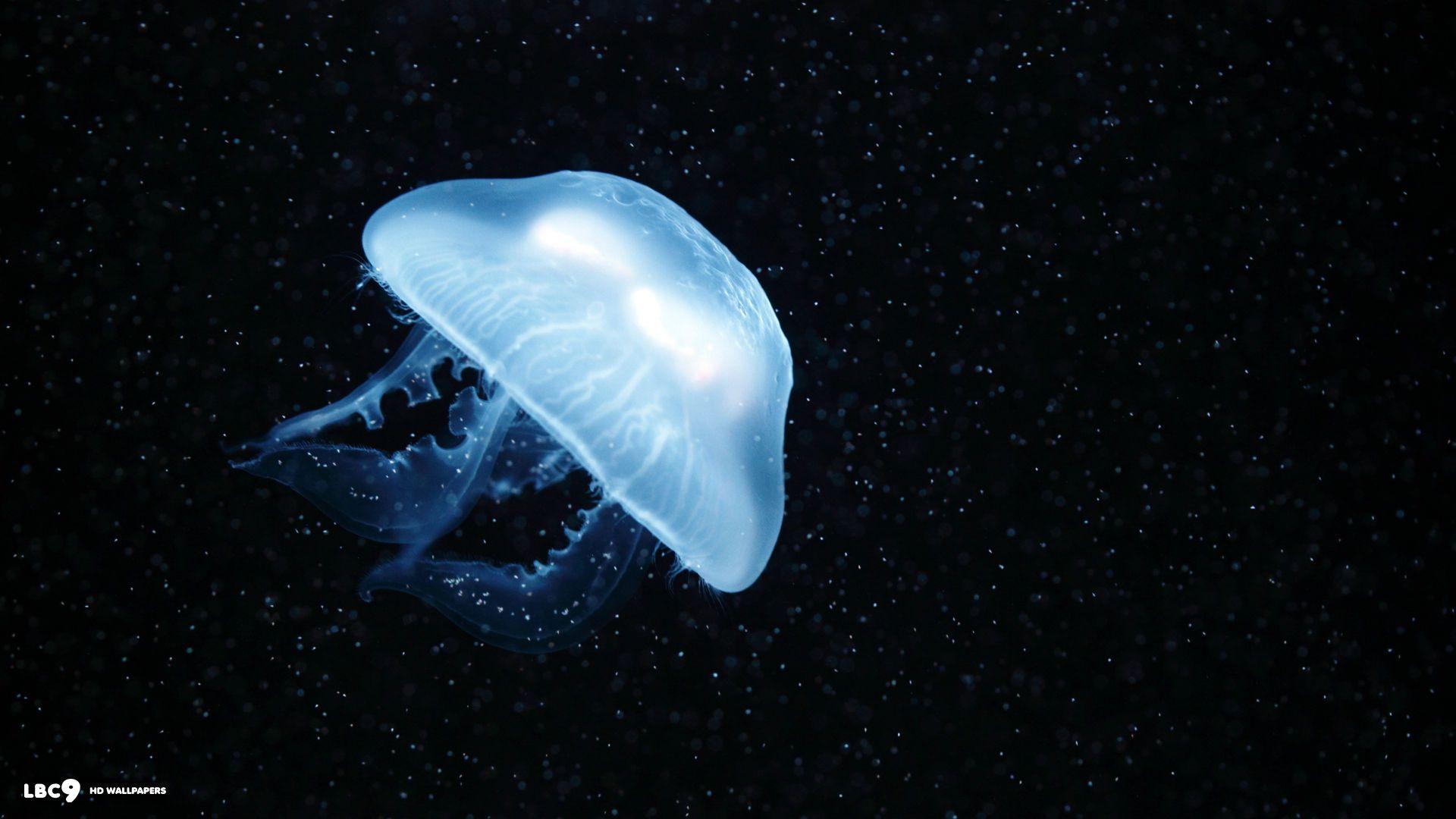 1920x1080 Jellyfish Wallpaper 14 62. Marine Life HD Background