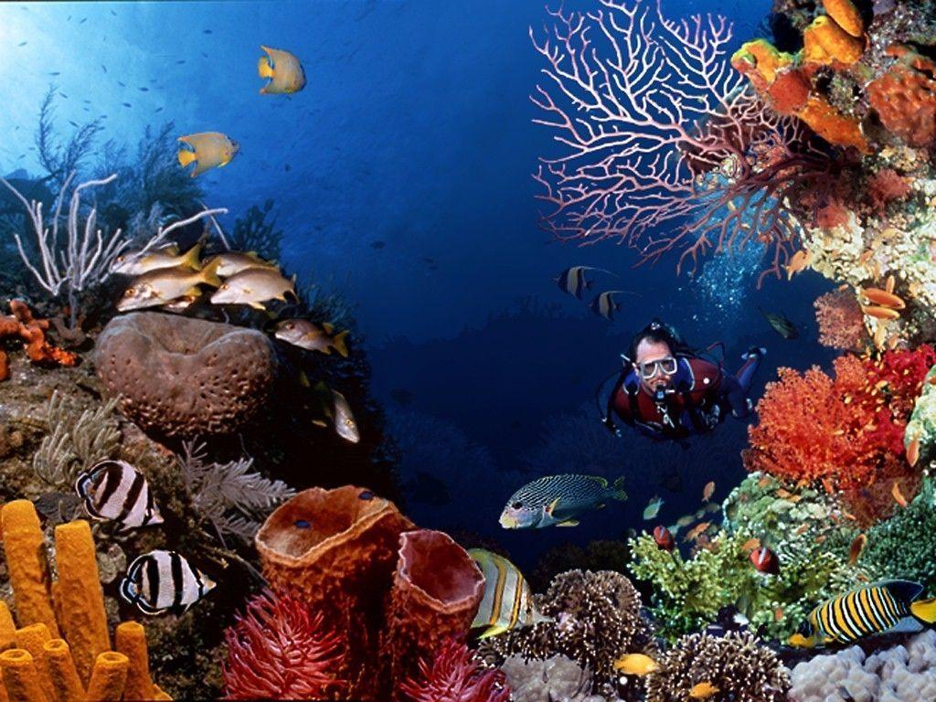 1024x768 Undersea Life. Marine Life Life Wallpaper